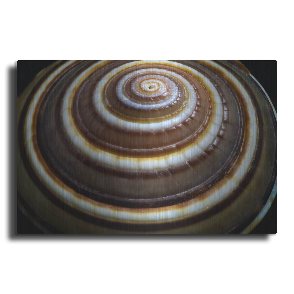 'Shell Spiral III' by Dennis Frates – Metal Wall Art