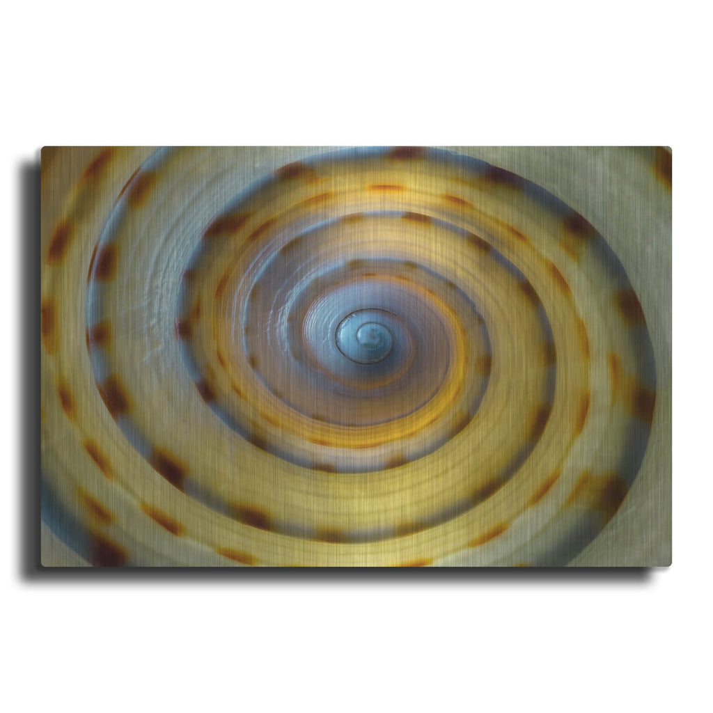 'Shell Spiral IV' by Dennis Frates – Metal Wall Art