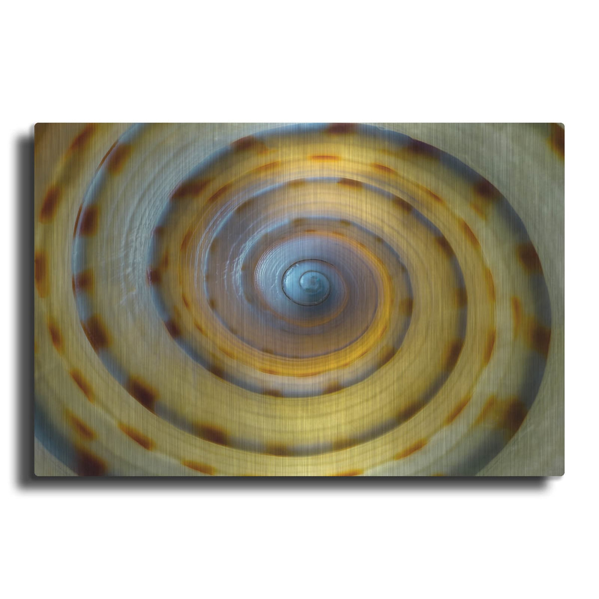 'Shell Spiral IV' by Dennis Frates – Metal Wall Art