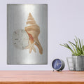 'Floursack Nautical Shells 3' by Danhui Nai – Metal Wall Art, 12x16 room view