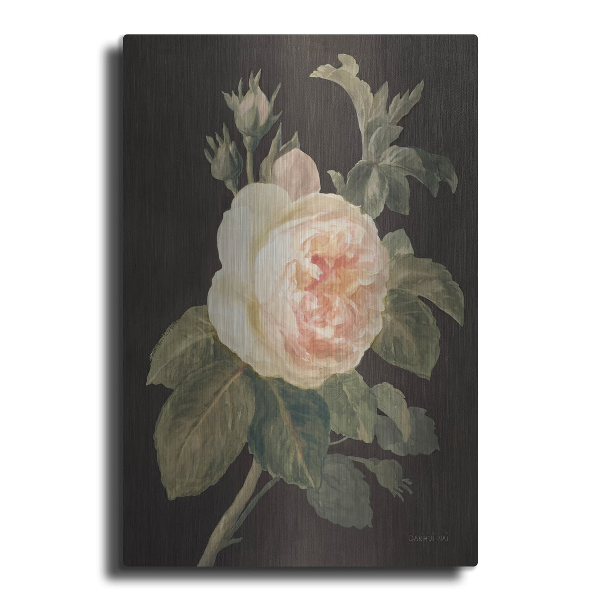 'Heirloom Pink Rose On Black' by Danhui Nai – Metal Wall Art