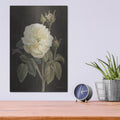 'Heirloom White Rose On Black' by Danhui Nai – Metal Wall Art, 12x16 room view