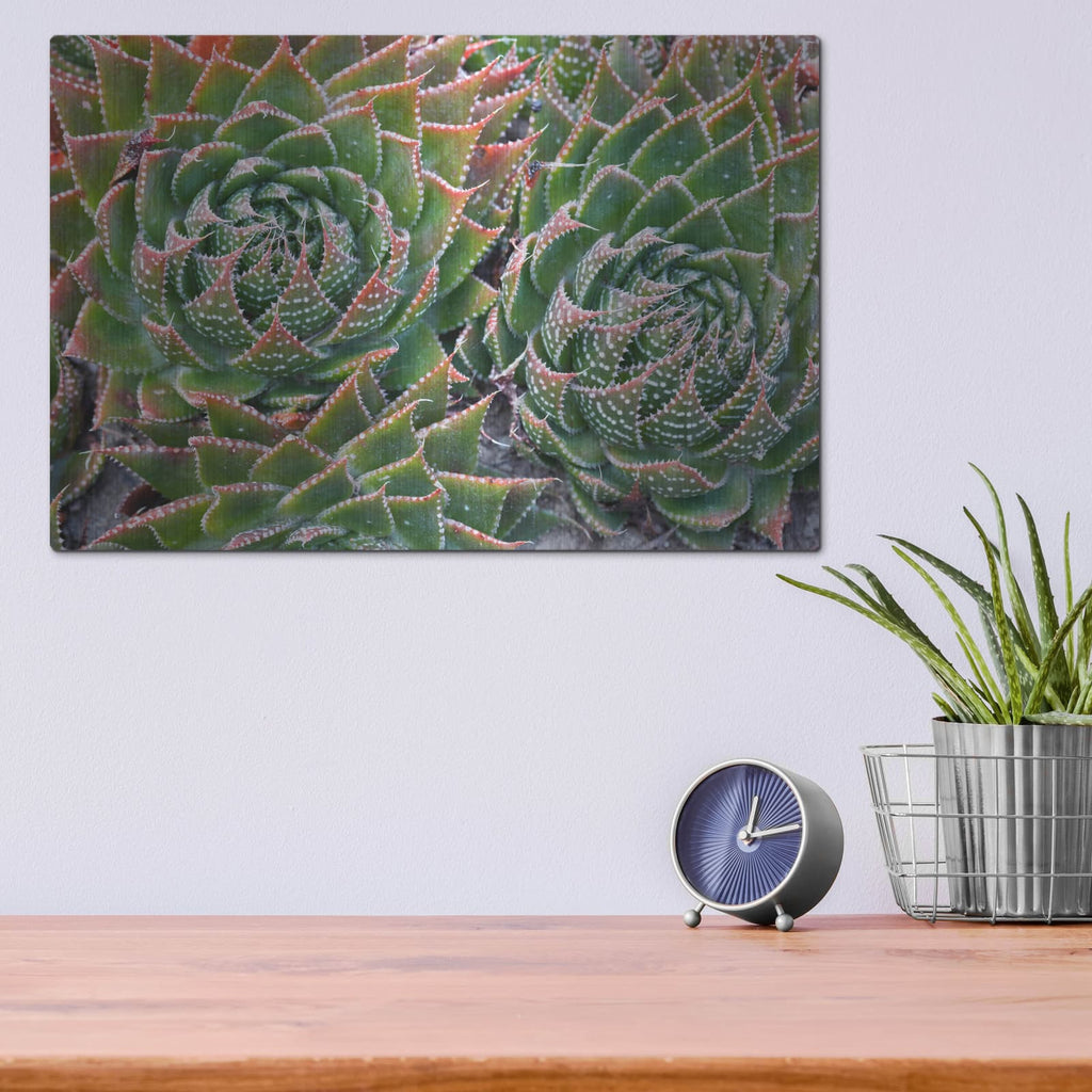 'Succulents' by Dennis Frates – Metal Wall Art, 16x12 room view