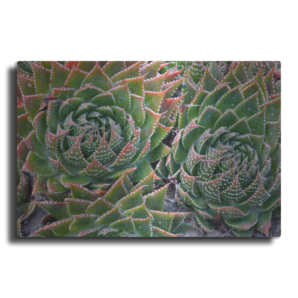 'Succulents' by Dennis Frates – Metal Wall Art