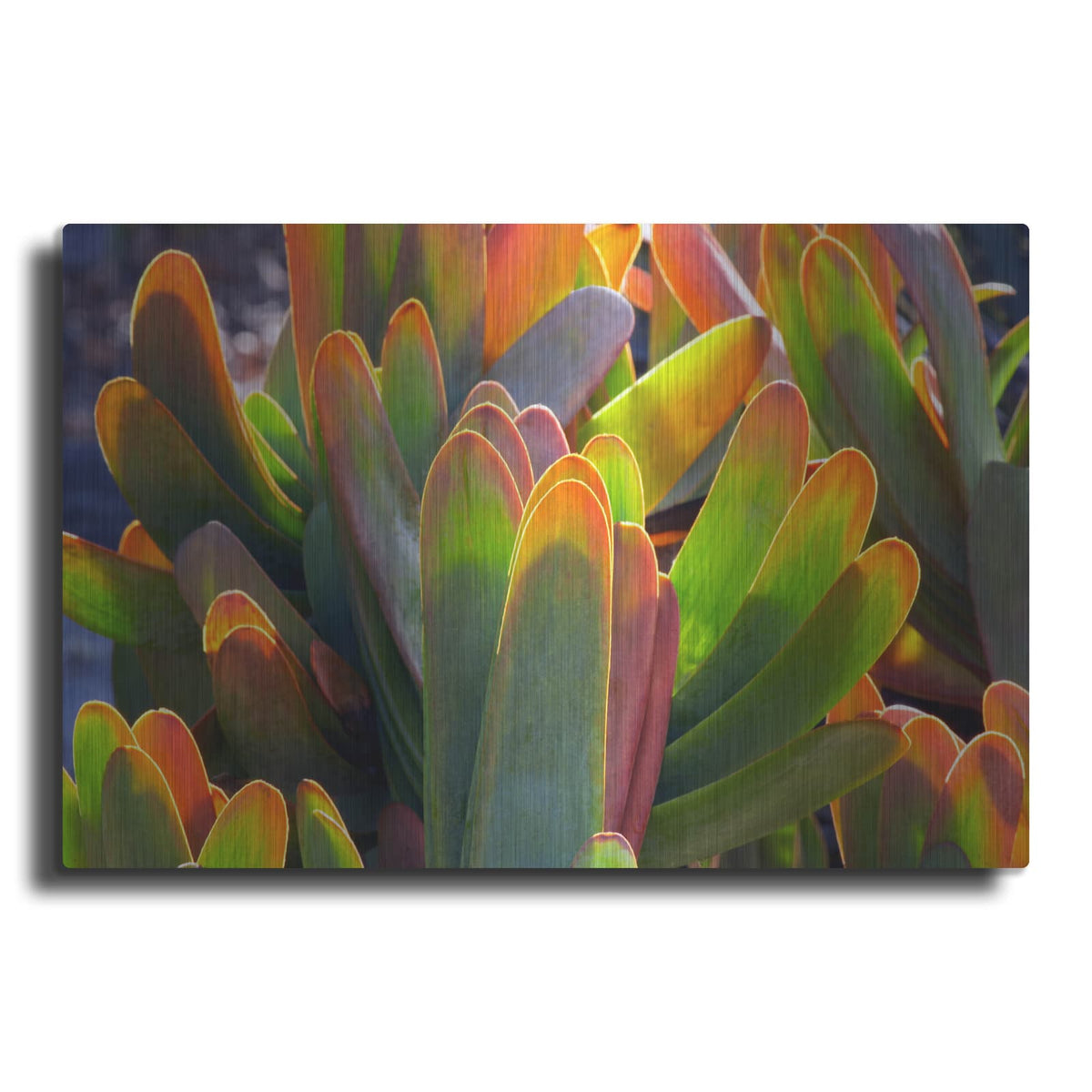 'Succulents III' by Dennis Frates – Metal Wall Art
