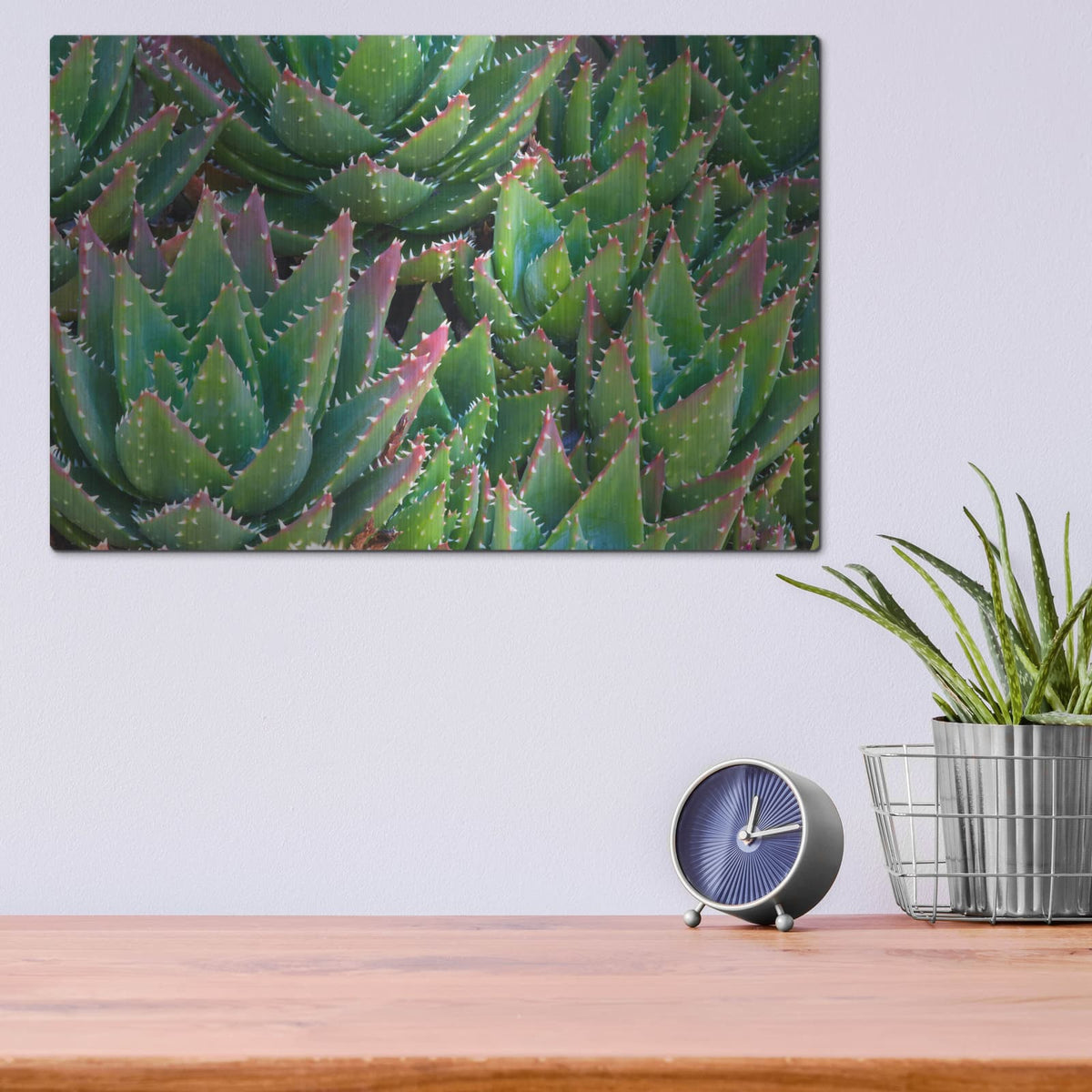 'Succulents II' by Dennis Frates – Metal Wall Art, 16x12 room view
