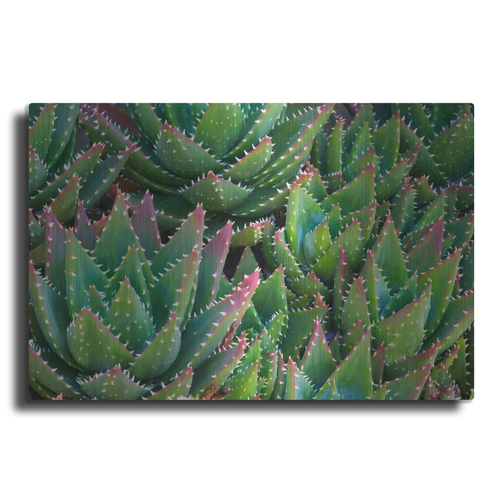 'Succulents II' by Dennis Frates – Metal Wall Art