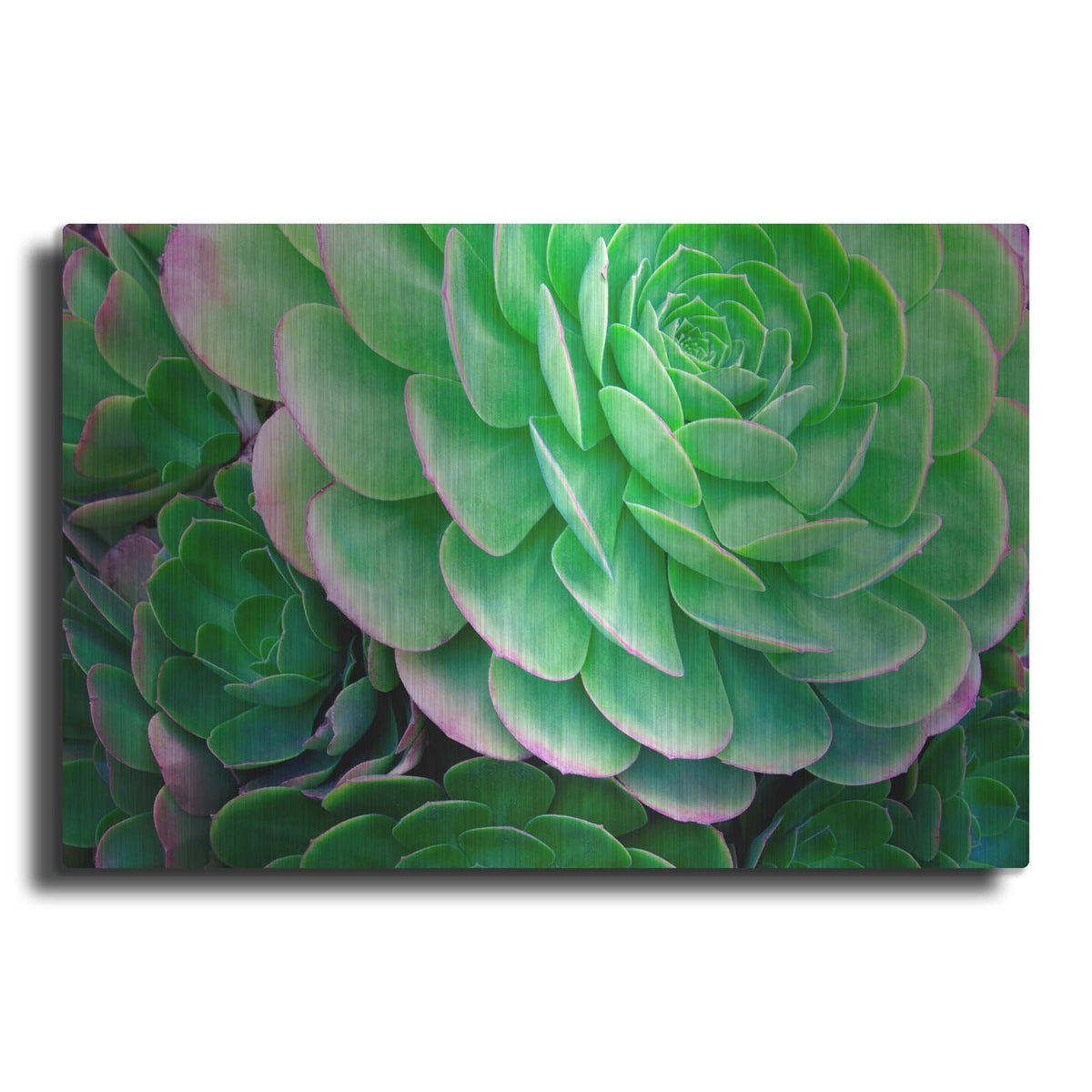 'Succulents IV' by Dennis Frates – Metal Wall Art