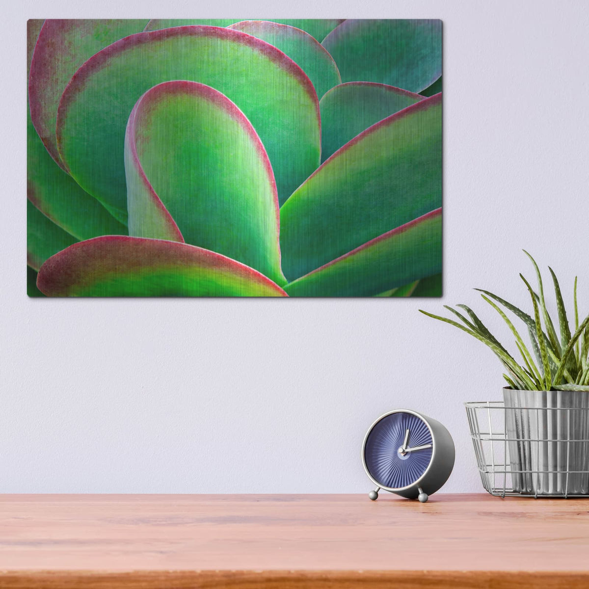 'Succulent V' by Dennis Frates – Metal Wall Art, 16x12 room view