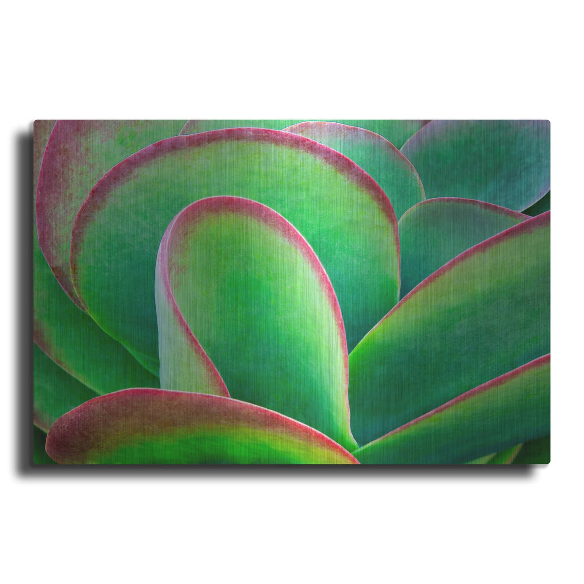 'Succulent V' by Dennis Frates – Metal Wall Art