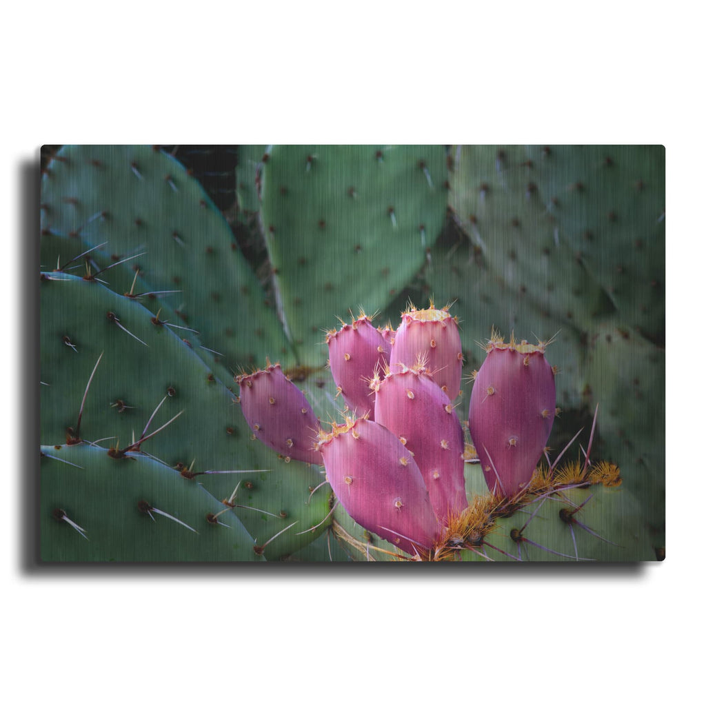 'Pink Cactus' by Dennis Frates – Metal Wall Art