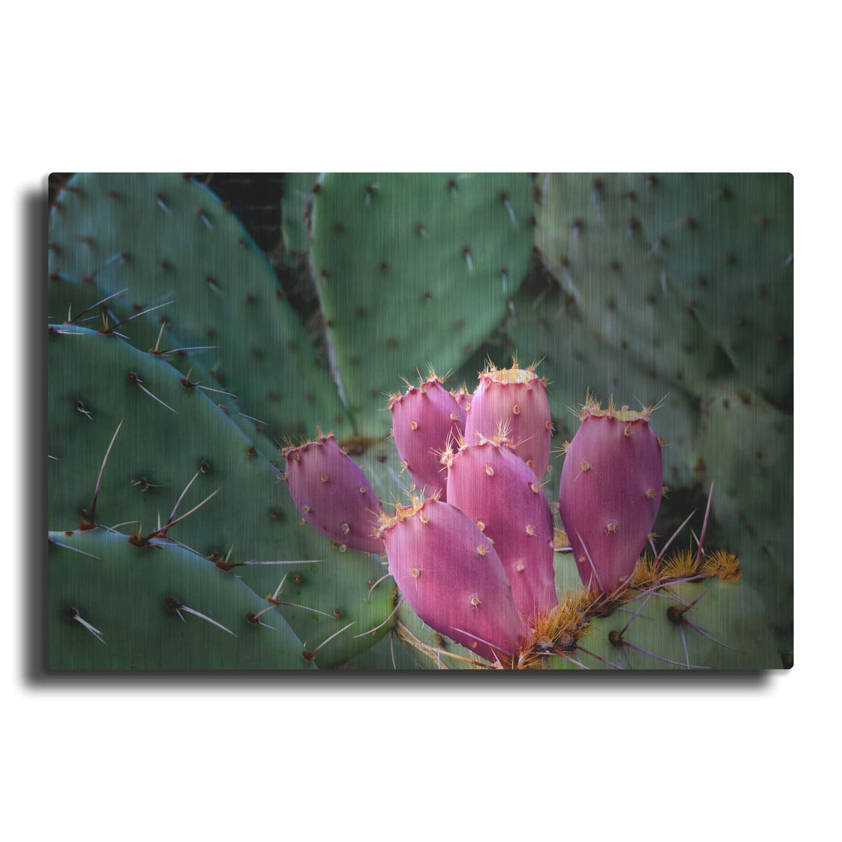 'Pink Cactus' by Dennis Frates – Metal Wall Art