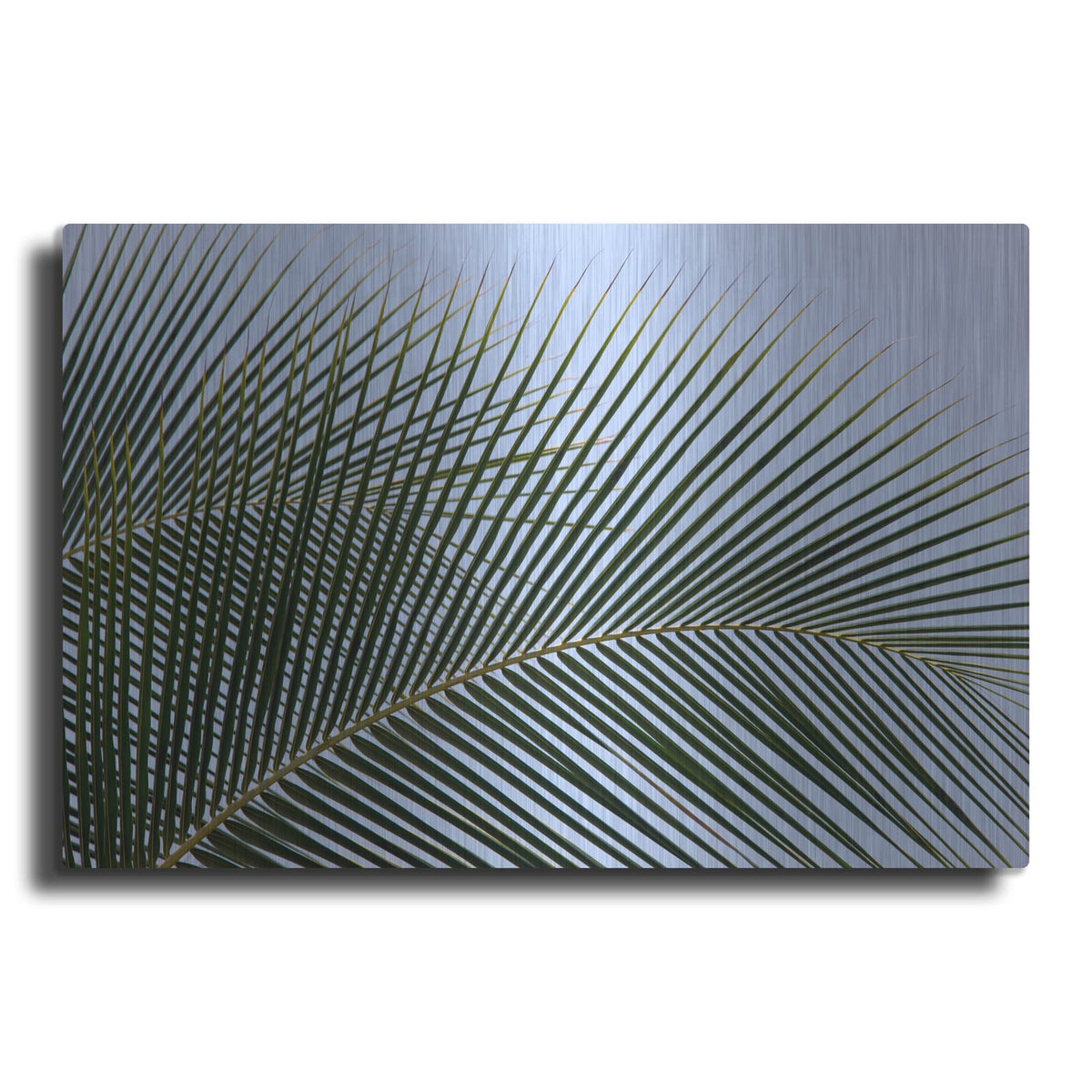'Tropical' by Dennis Frates – Metal Wall Art