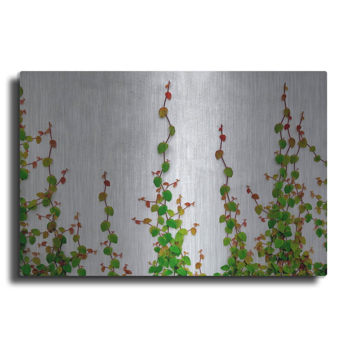 'Vine' by Dennis Frates – Metal Wall Art