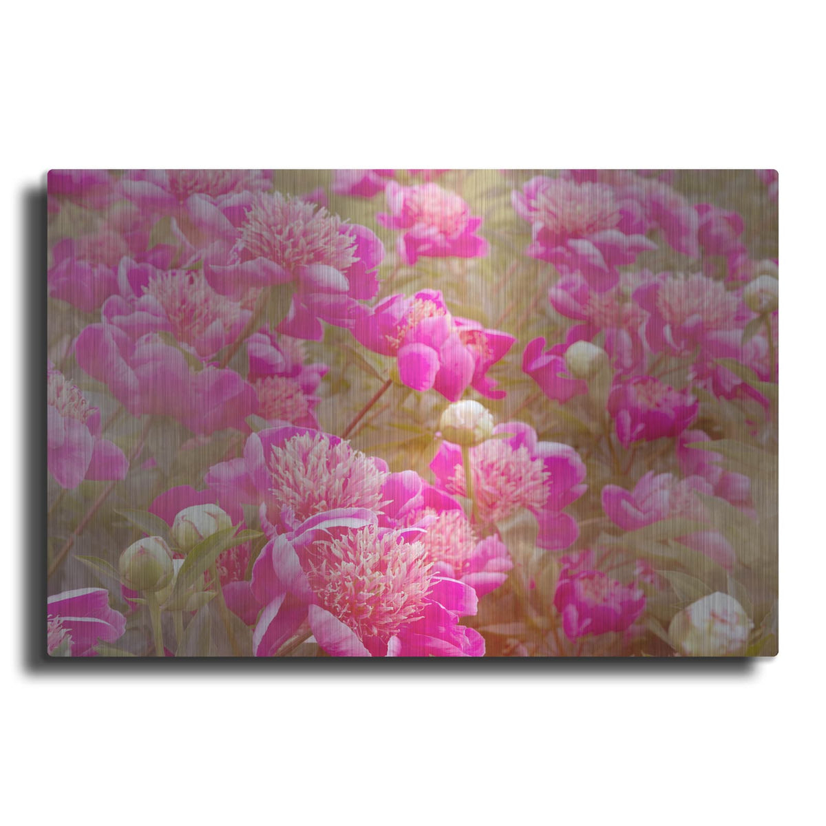 'Pinks' by Dennis Frates – Metal Wall Art