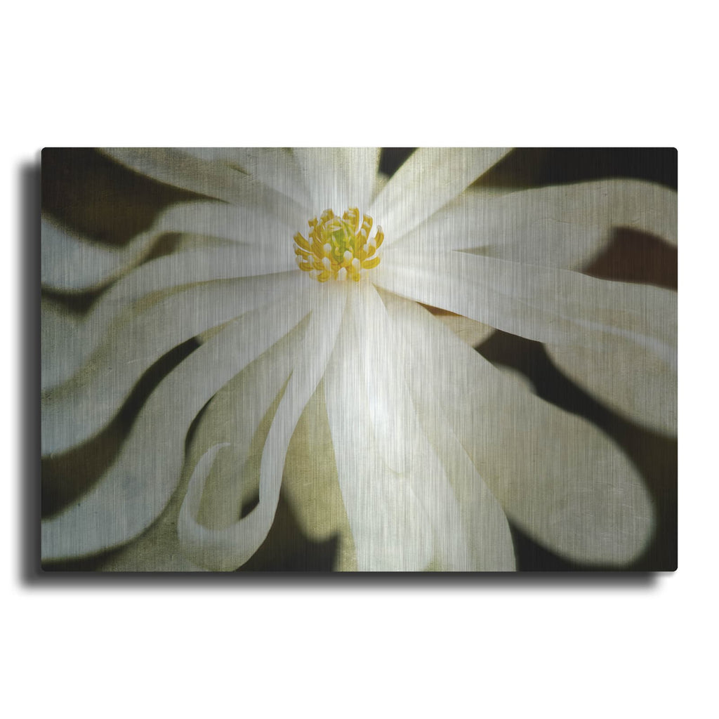 'White Flower' by Dennis Frates – Metal Wall Art
