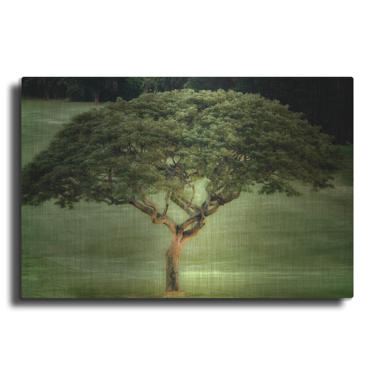 'Single Tree' by Dennis Frates – Metal Wall Art