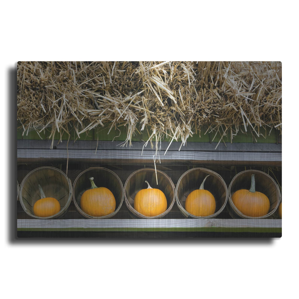 'More Pumpkins' by Dennis Frates – Metal Wall Art