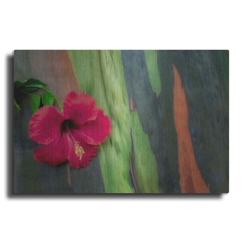 'Hibiscus' by Dennis Frates – Metal Wall Art
