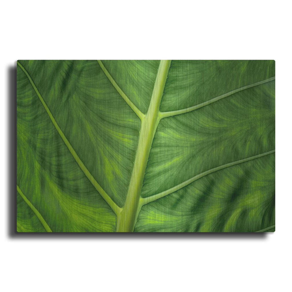'Leaf Details' by Dennis Frates – Metal Wall Art
