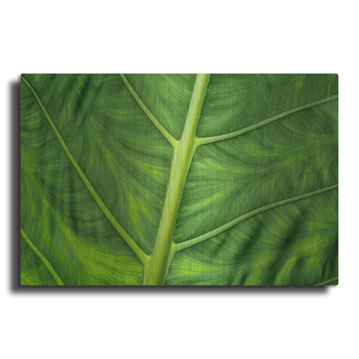 'Leaf Details' by Dennis Frates – Metal Wall Art