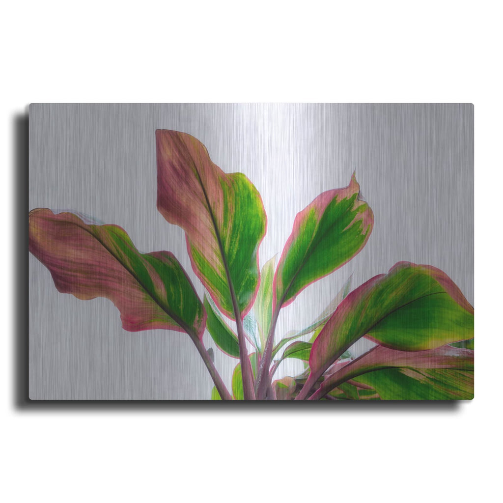 'Botanical' by Dennis Frates – Metal Wall Art