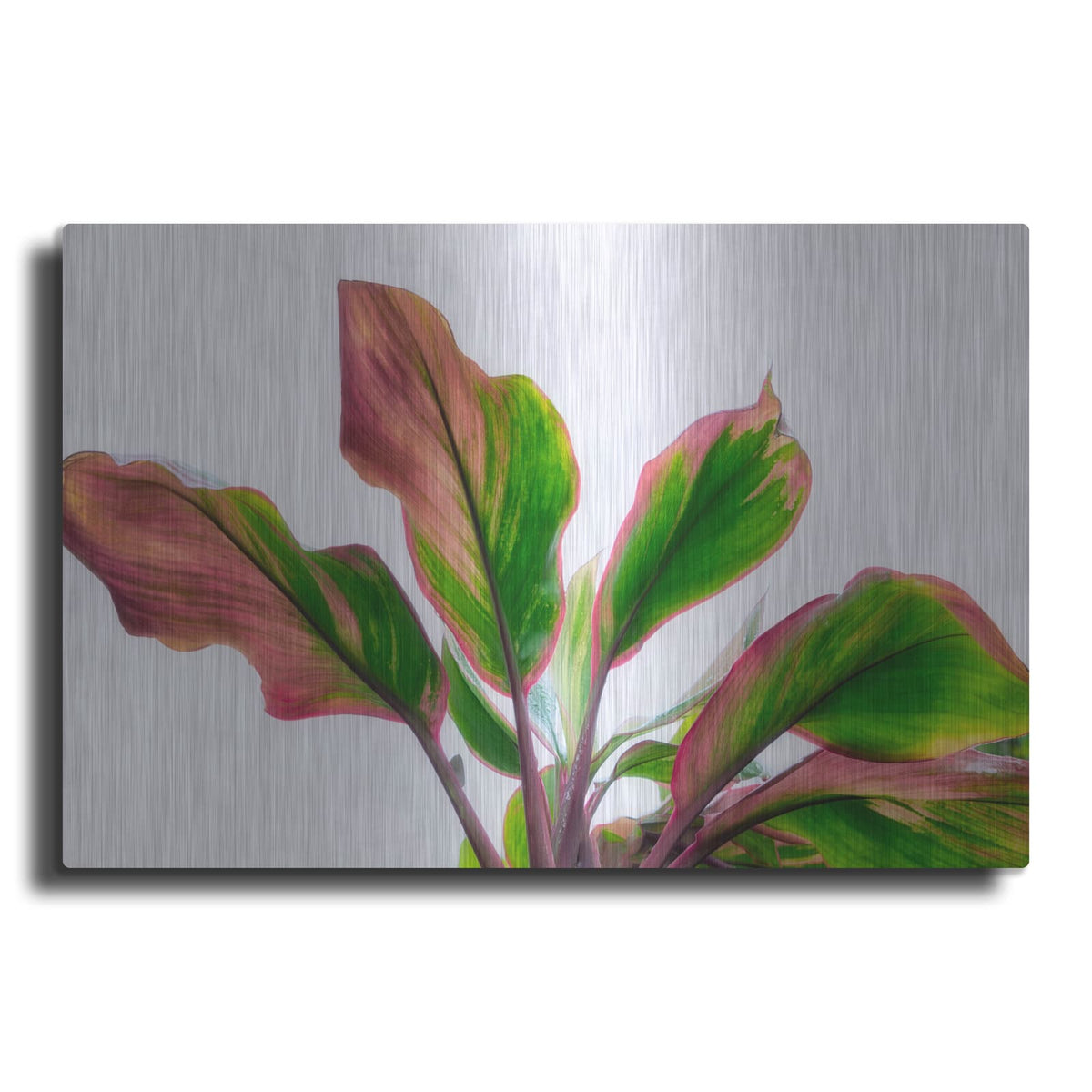 'Botanical' by Dennis Frates – Metal Wall Art
