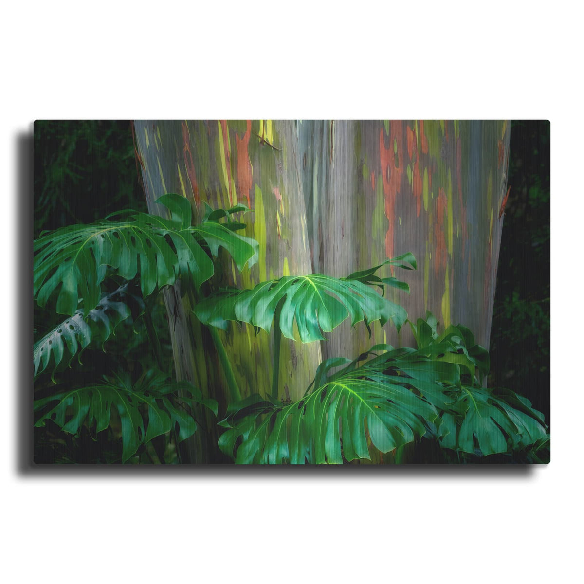 'Tropical Leaves' by Dennis Frates – Metal Wall Art