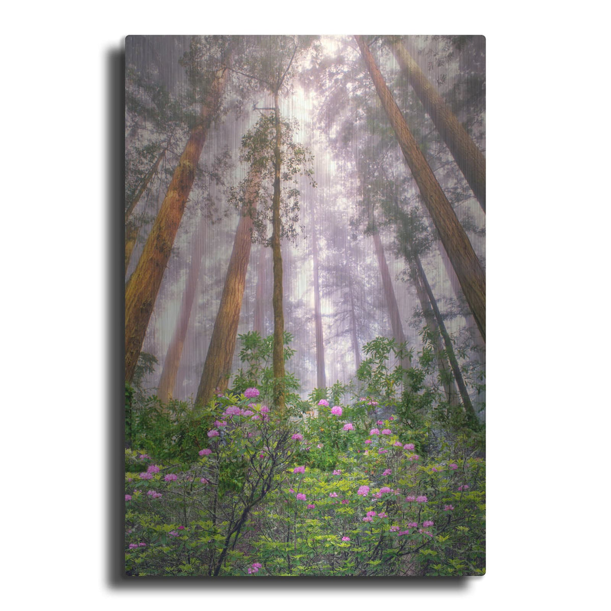 'Look Up' by Dennis Frates – Metal Wall Art