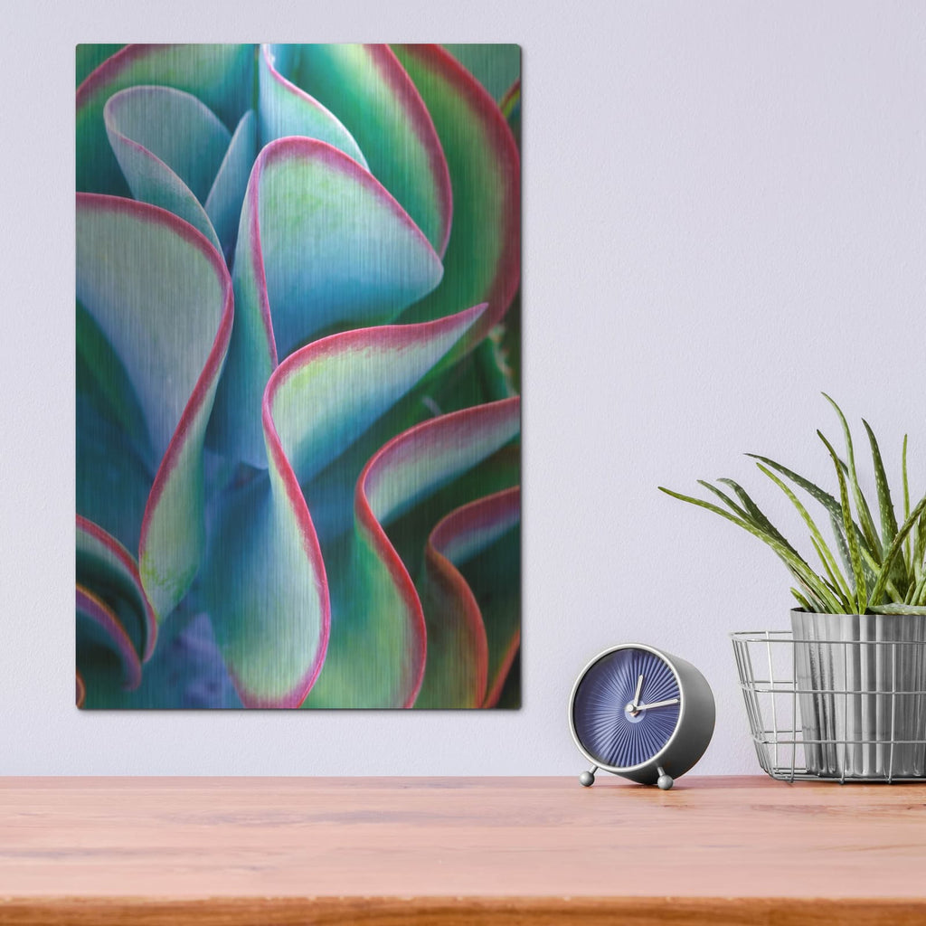 'Succulent VII' by Dennis Frates – Metal Wall Art, 12x16 room view