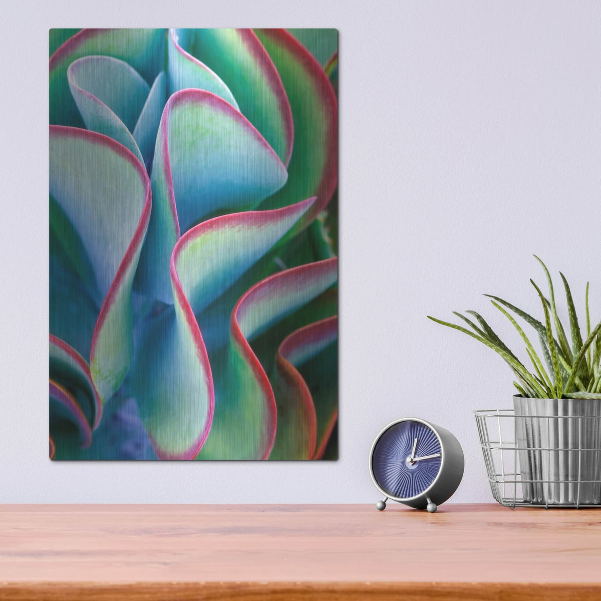 'Succulent VII' by Dennis Frates – Metal Wall Art, 12x16 room view