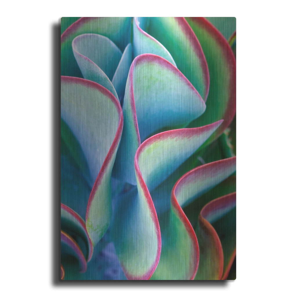 'Succulent VII' by Dennis Frates – Metal Wall Art