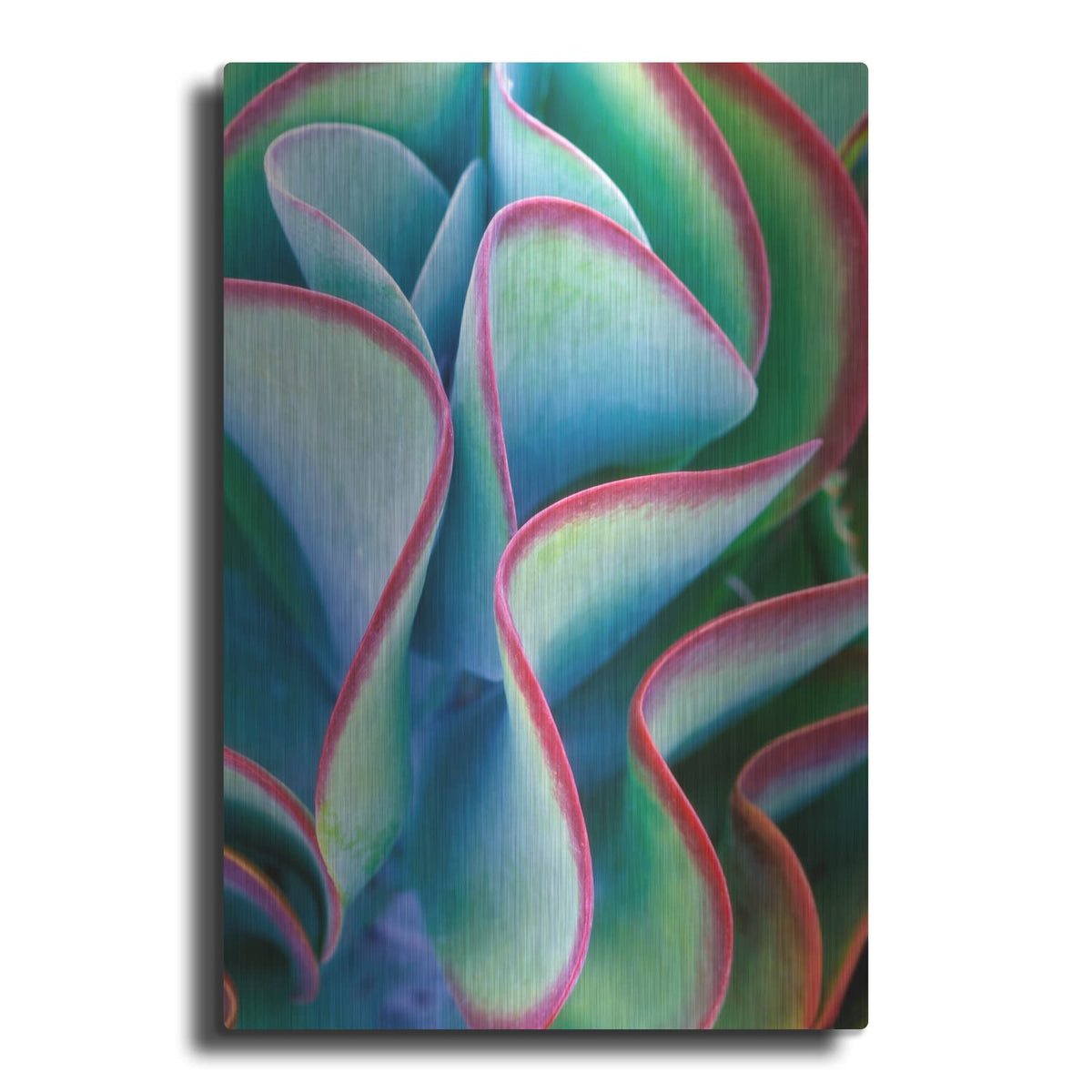 'Succulent VII' by Dennis Frates – Metal Wall Art