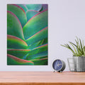 'Succulent VIII' by Dennis Frates – Metal Wall Art, 12x16 room view