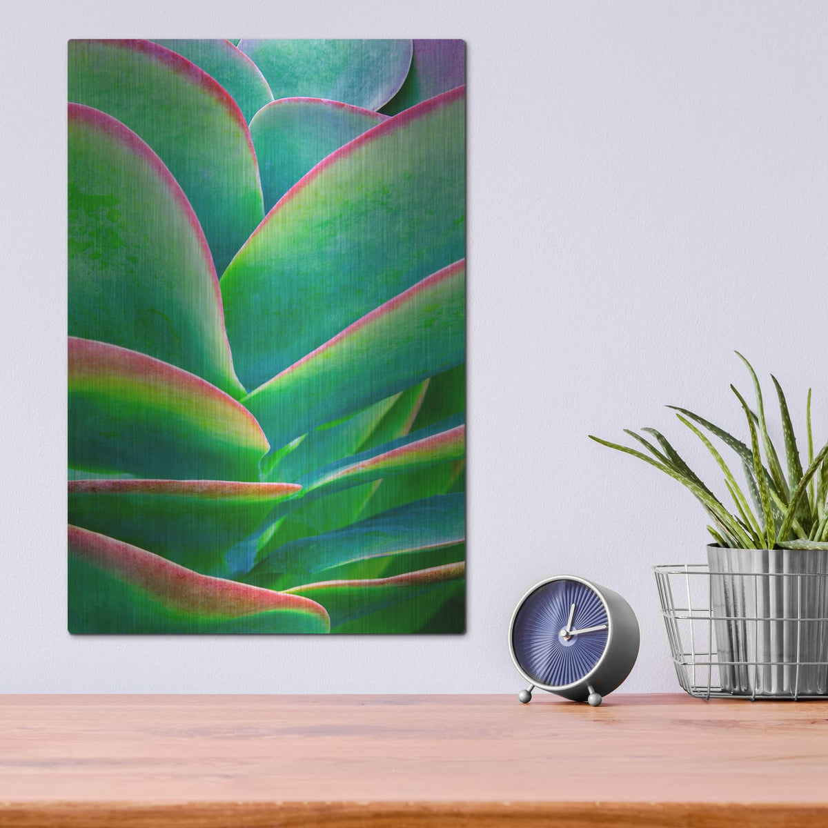 'Succulent VIII' by Dennis Frates – Metal Wall Art, 12x16 room view