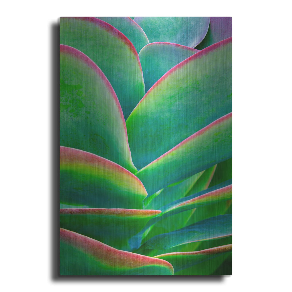 'Succulent VIII' by Dennis Frates – Metal Wall Art