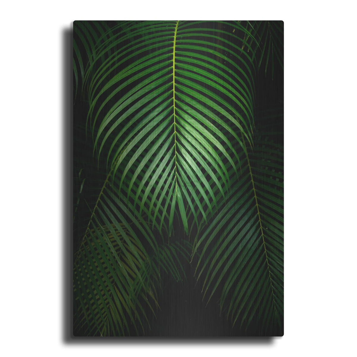 'Tropical IV' by Dennis Frates – Metal Wall Art