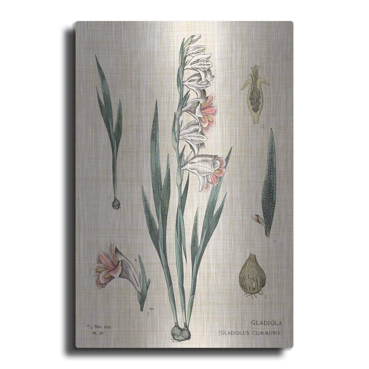 'Gladiola Chart Linen' by Sue Schlabach – Metal Wall Art