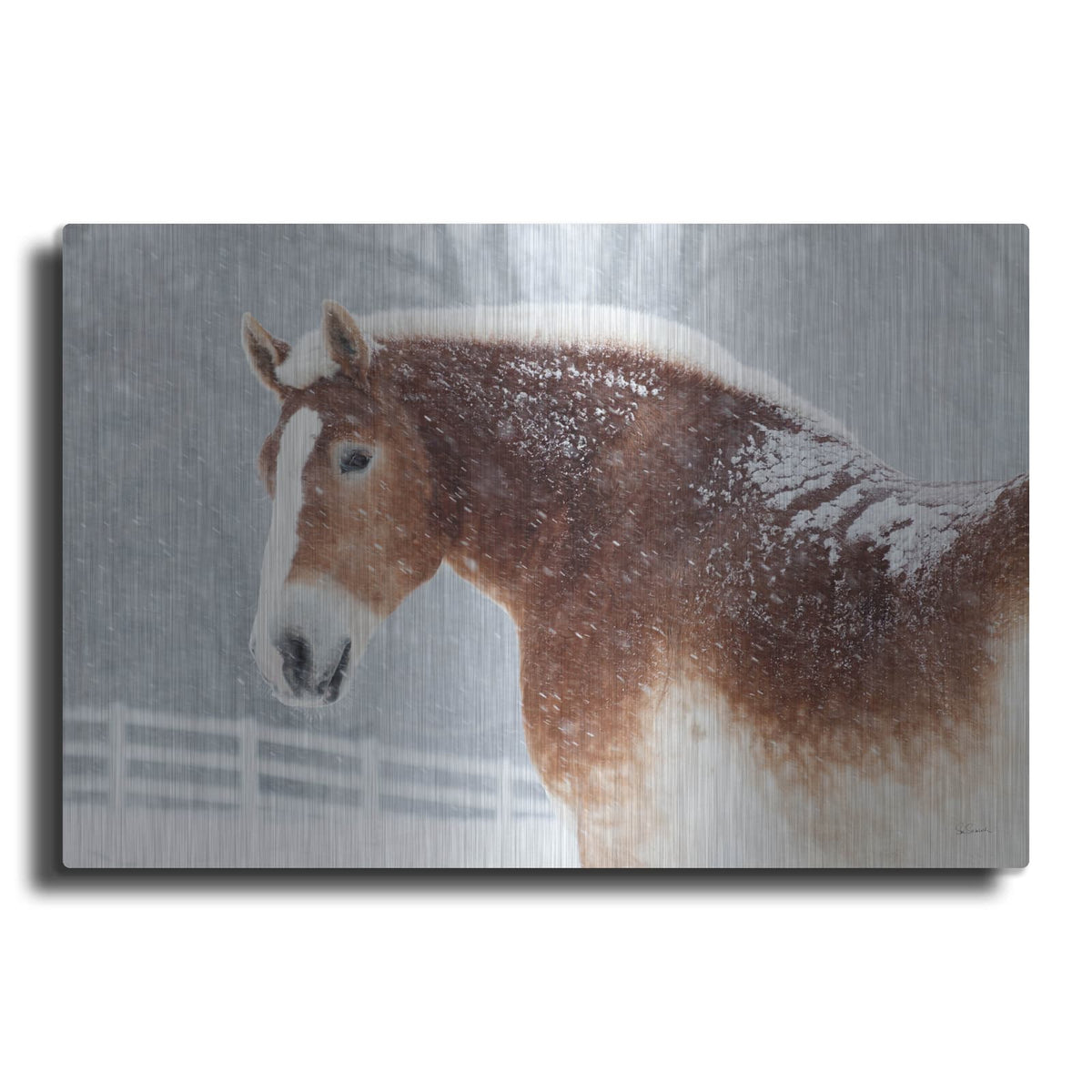 'Snowy Draft Horse' by Sue Schlabach – Metal Wall Art