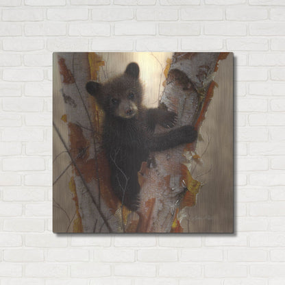 Luxe Metal Art 'Curious Cub I' by Collin Bogle, Metal Wall Art,36x36