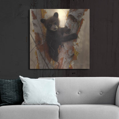 Luxe Metal Art 'Curious Cub I' by Collin Bogle, Metal Wall Art,36x36