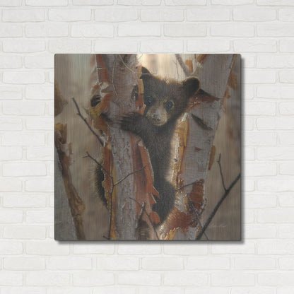 Luxe Metal Art 'Curious Cub II' by Collin Bogle, Metal Wall Art,36x36