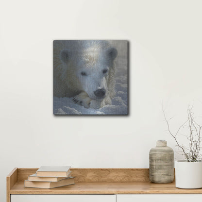 Luxe Metal Art 'Polar Bear Cub' by Collin Bogle, Metal Wall Art,12x12