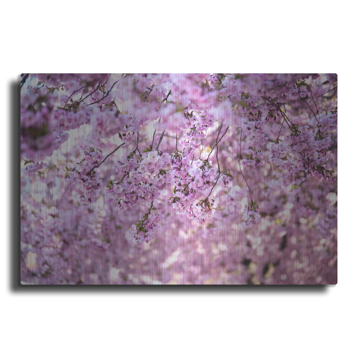 'Cherry Blossom Flowers' by Nicklas Gustafsson – Metal Wall Art