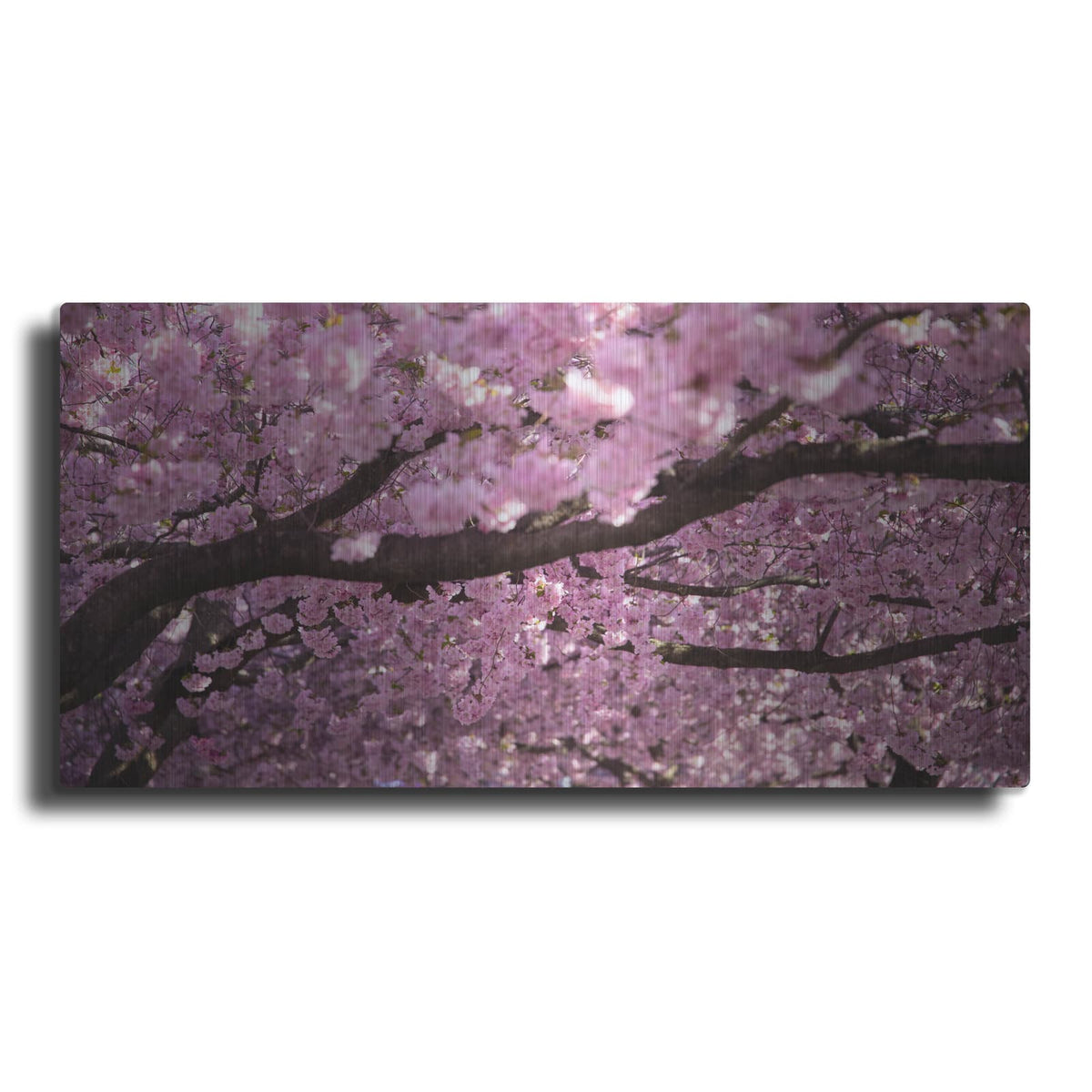 'Cherry Blossom Tree Panorama' by Nicklas Gustafsson – Metal Wall Art