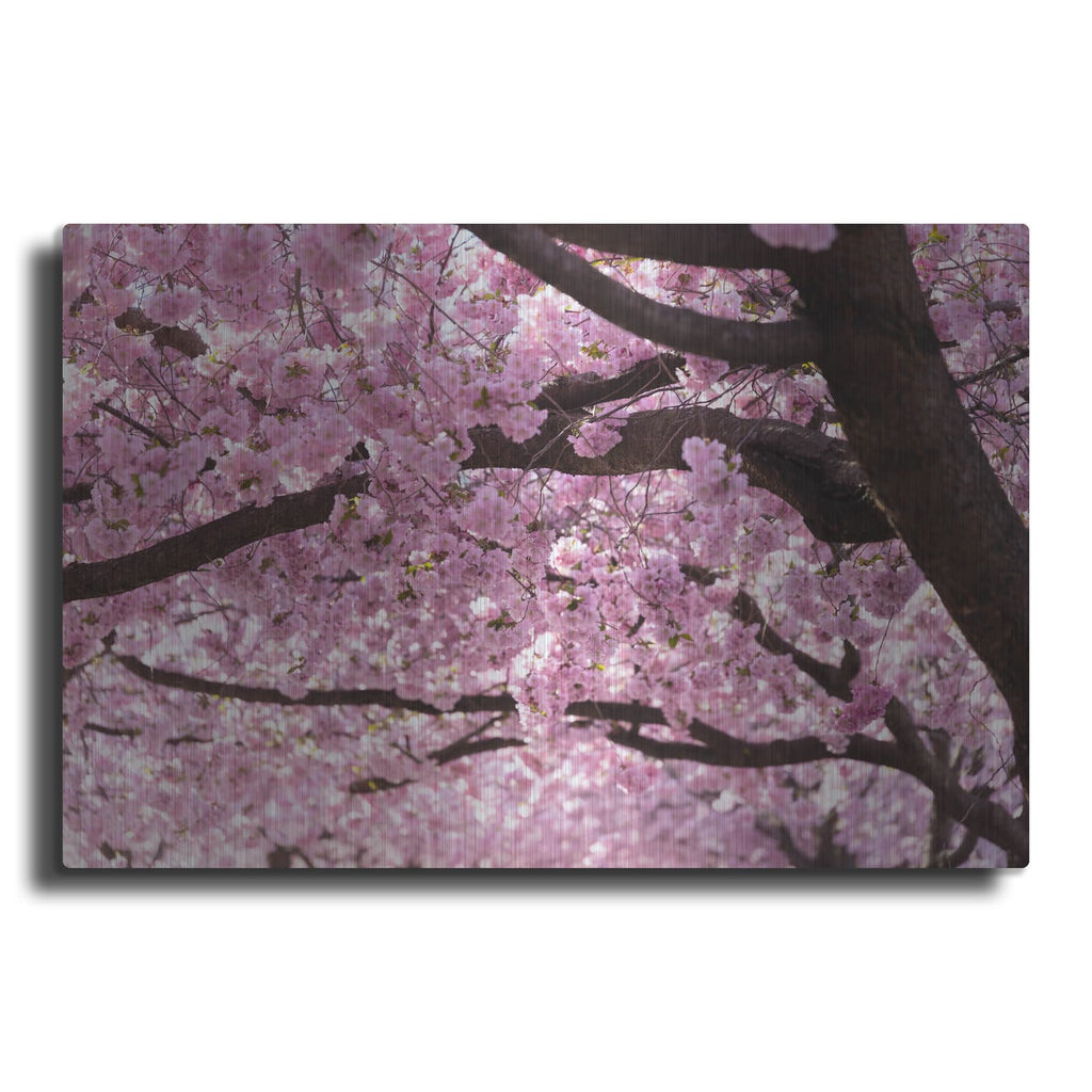 'Cherry Blossom Trees' by Nicklas Gustafsson – Metal Wall Art