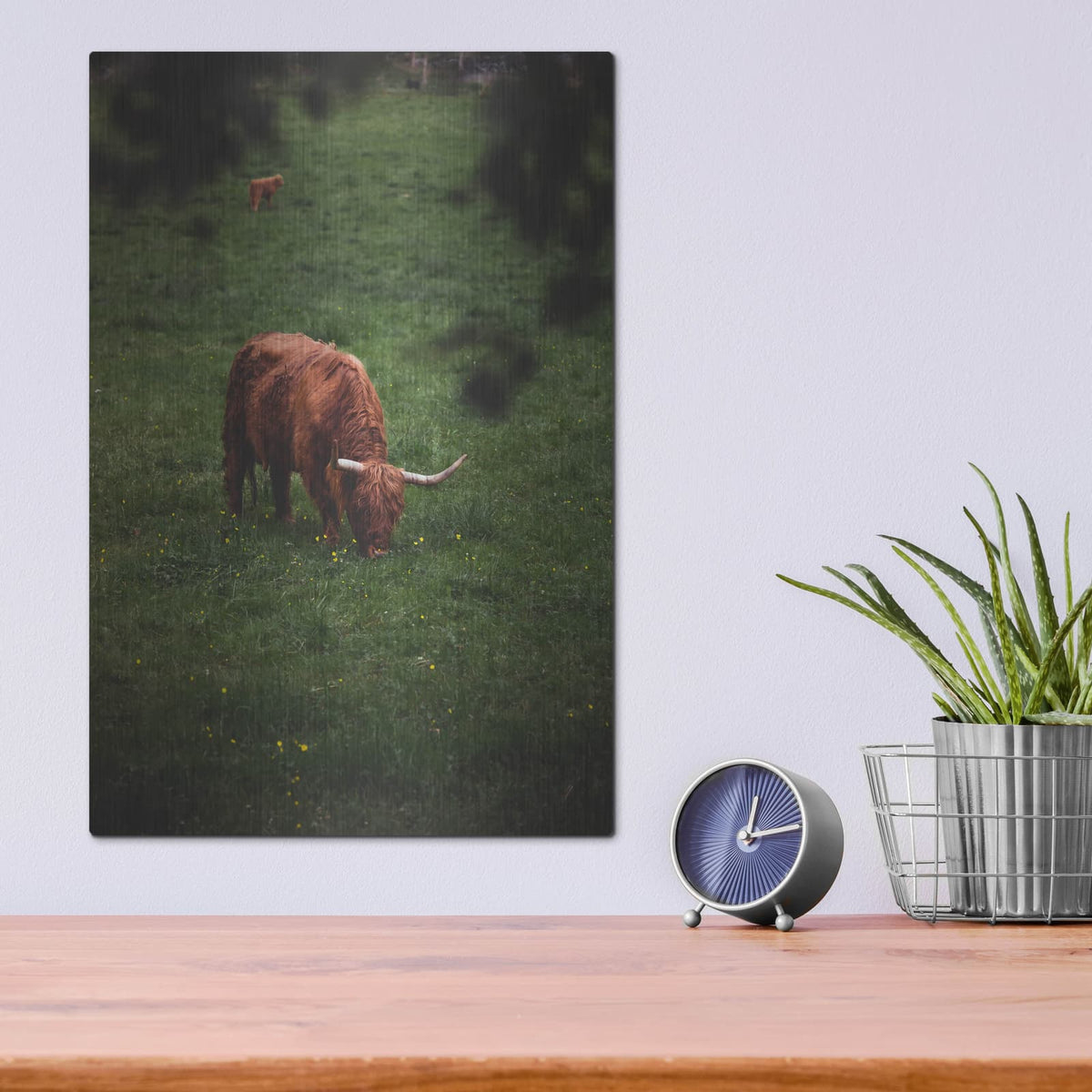 'Grazing Highlander' by Nicklas Gustafsson – Metal Wall Art, 12x16 room view