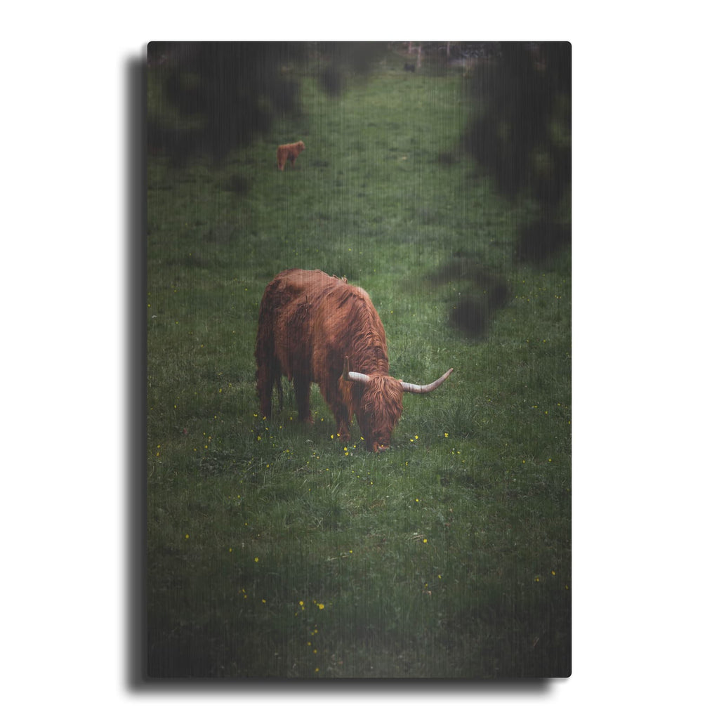 'Grazing Highlander' by Nicklas Gustafsson – Metal Wall Art