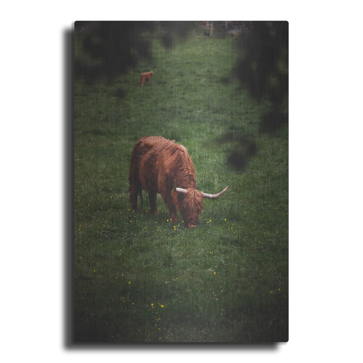 'Grazing Highlander' by Nicklas Gustafsson – Metal Wall Art