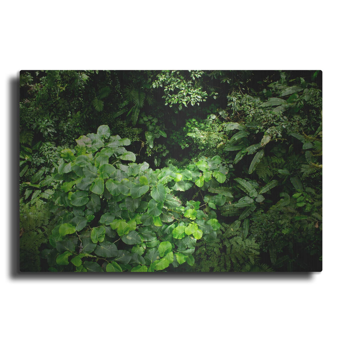 'Rainforest Canopy' by Nicklas Gustafsson – Metal Wall Art